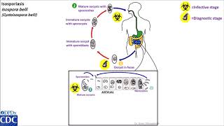 Isospora belli life cycle [upl. by Eidnam]