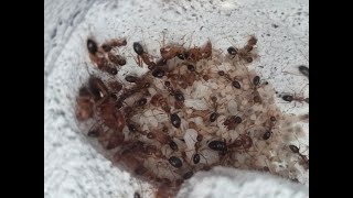 Camponotus maculatus subnudus Kolonie Update 05112024 [upl. by Onitnatsnoc]