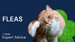 Fleas on Cats Types of Fleas Myths Treatment amp Prevention [upl. by Daisie]