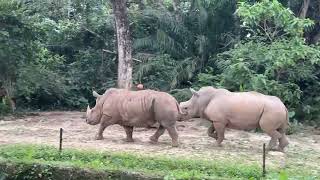 Rhinos 🦏 fight rhino travel zoonegara saishaas [upl. by Warrin]