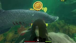 Tiger Fish Eats Huge Arapaima Fish Feed and Grow [upl. by Auqenwahs820]