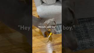 The cutest 🔪 attack weimaraner cutepuppy cuteanimals [upl. by Dukie40]