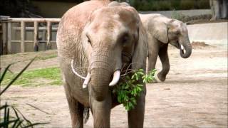 African Bush Elephants Eat at the San Diego Zoo Safari Park [upl. by Karli]