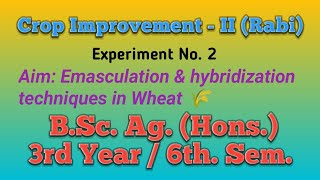 Experiment No 2 Emasculation amp Hybridization Crossing technique in wheat Triticum aestivum L [upl. by Xam542]