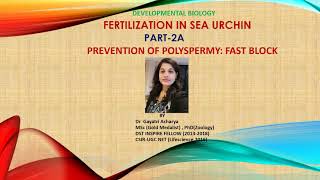 Fast block to polyspermy in sea urchinCSIRUGC NETDr Gayatri Acharya [upl. by Olenka]