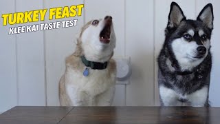 Crazy Mini Husky Reaction To Turkey Taste Test [upl. by Enahsal831]