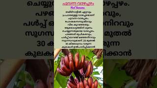 കൃഷി അറിവുകൾ  Vazha krishi  Banana farming shorts [upl. by Elaval]