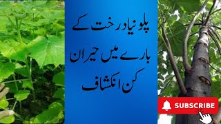 Paulownia tomentosa پلونیا ٹریfastgrowing treePaulownia future in Pakistan [upl. by Eneirda]