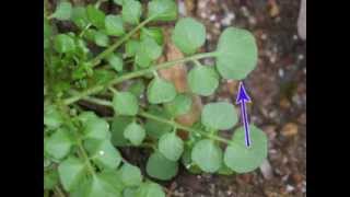 Plant portrait  Hairy bittercress Cardamine hirsuta [upl. by Assenar]