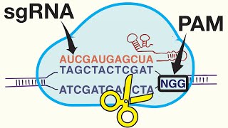 Genome Editing with CRISPRCas9 [upl. by Bowlds]