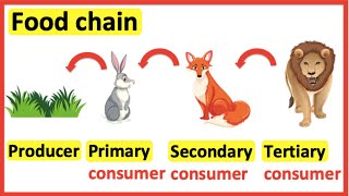 Food chains  Producer primary consumer secondary consumer tertiary consumer [upl. by Publias529]