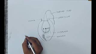 how to draw cnidoblast I ANIMAL KINGDOM I CHAPTER 4 I CLASS 11 BIOLOGY I NCERT [upl. by Waldron8]