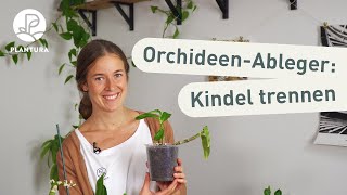 Orchideen vermehren Selbst Ableger abtrennen Anleitung [upl. by Larrisa]