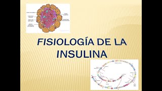 Fisiología de la insulina Sistema Endocrino [upl. by Bordie]