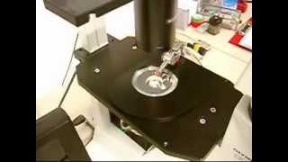 MM3ALMP  Micromanipulator for light microscopy probing applications [upl. by Haas487]