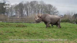 Meet Our Adorable Eastern Black Rhino Calf [upl. by Knapp]