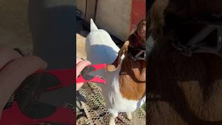 Beginner’s guide to ear tags livestock goat sheep scrapies eid kuip allflex mini premeir1 [upl. by Peterus]