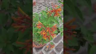 पक्षियों को आकर्षित करने वाला पौधा shampysgarden shorts Hamelia firebush trendingplants [upl. by Publius]