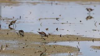 紅胸濱鷸  Rednecked Stint  Calidris ruficollis [upl. by Annayat333]