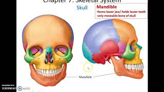 Human Anatomy amp Physiology Chapter 7 Part 2 Skeletal System [upl. by Karmen]