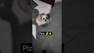 Please 🙏🤌 doglover dogshorts petlover puppylife shihtzu [upl. by Doley604]