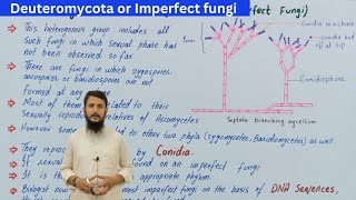 Deuteromycota  imperfect fungi  deuteromycota class 11  visiblescience22 [upl. by Fleur]