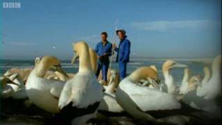 Epic Gannet Journeys  Animal Camera  BBC Earth [upl. by Seditsira839]