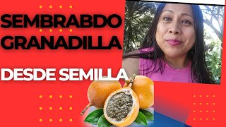 siembra de granadilla fácil en casa [upl. by Bagley]