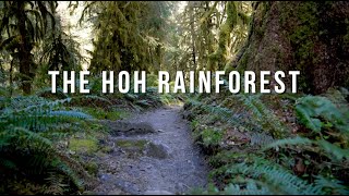 Backpacking the Hoh Rainforest  Olympic National Park [upl. by Nabois310]