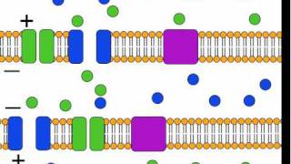 The Action Potential [upl. by Swamy813]