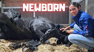 Welcome to the world newborn Yfke I have to help  This is very special  Friesian Horses [upl. by Eetnwahs]