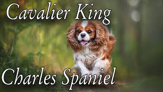 Cavalier King Charles Spaniel Should You REALLY Get A CAVALIER KING CHARLES Facts Animals [upl. by Zurek]