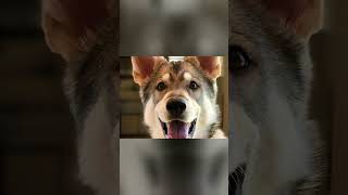 Meet Tamaskan  An Active WolfLike Dog Breed [upl. by Adamek863]