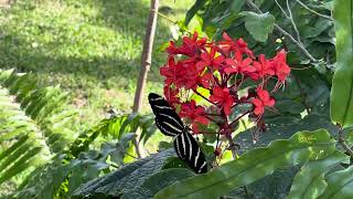 Flores e Borboleta no Jardim EUA Flowers and Butterfly in the Garden USA [upl. by Arondel]