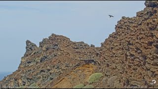 Timanfaya Lanzarote 30 11 2024 1  sokół berberyjski amp wrony [upl. by Annelg]