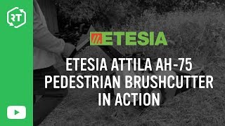 Etesia Attila AH75 Pedestrian Brushcutter In Action [upl. by Nairb]