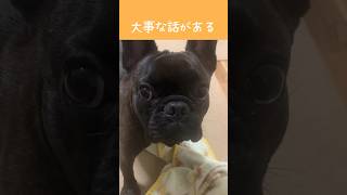 大事な話があるらしい。フレンチブルドッグ frenchbulldog [upl. by Ahsaeit259]