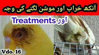 Eyes Infection Motion Disease amp Treatment of Australian parrots in UrduHindi Arham Naveed Vdo16 [upl. by Manning372]