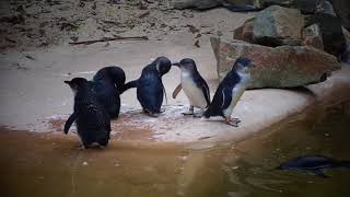 Little Penguins  National Zoo amp Aquarium Canberra 2017 [upl. by Sanders]