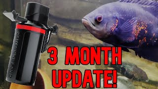 Cichlid Tank Filtration Marineland Filter Update [upl. by Otsuj690]