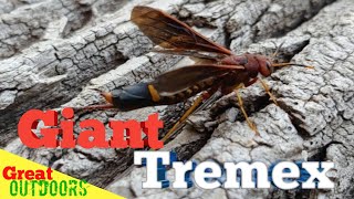 Giant Pigeon Horntail Wasp or tremex wood wasp [upl. by Paddie460]