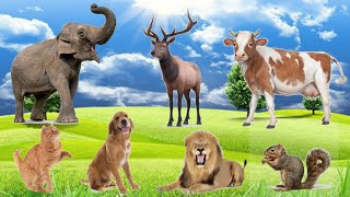 Animal Sounds Cow Deer Elephant Dog Cat Lion Squirrel  The Animal World [upl. by Aiepoissac]