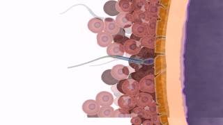 General Embryology  Detailed Animation On Fertilization [upl. by Omrellug]