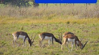 BlackbuckAntelope at bardiya national ParkNepal [upl. by Alf571]