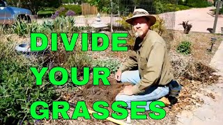 How to Divide and Propagate Ornamental Grass [upl. by Oicaro522]