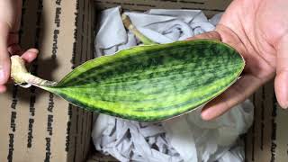 Unboxing Sansevieria Masoniana Whale Fin [upl. by Ecnerol]