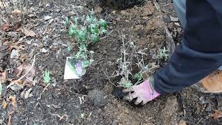 Adding 12 perennials Widening flower bed [upl. by Yatnahs153]