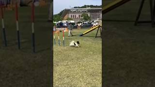 papillon agility agility papillon [upl. by Lesoj908]