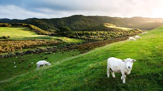 Dunedin To Christchurch Trip South Island New Zealand 4K Video [upl. by Niwle996]