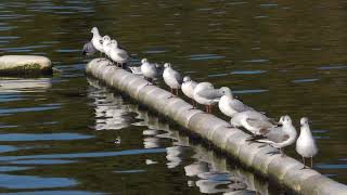 BlackHeaded Gulls in a row [upl. by Sigismond583]